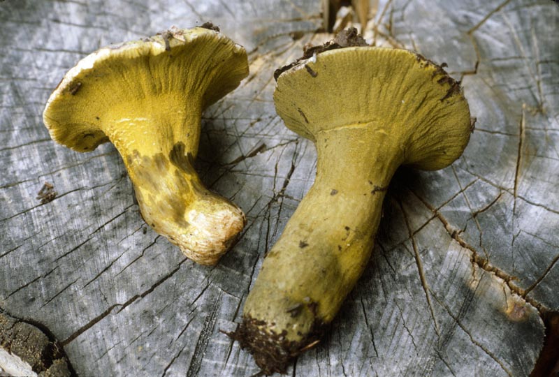 Hypomyces luteovirens